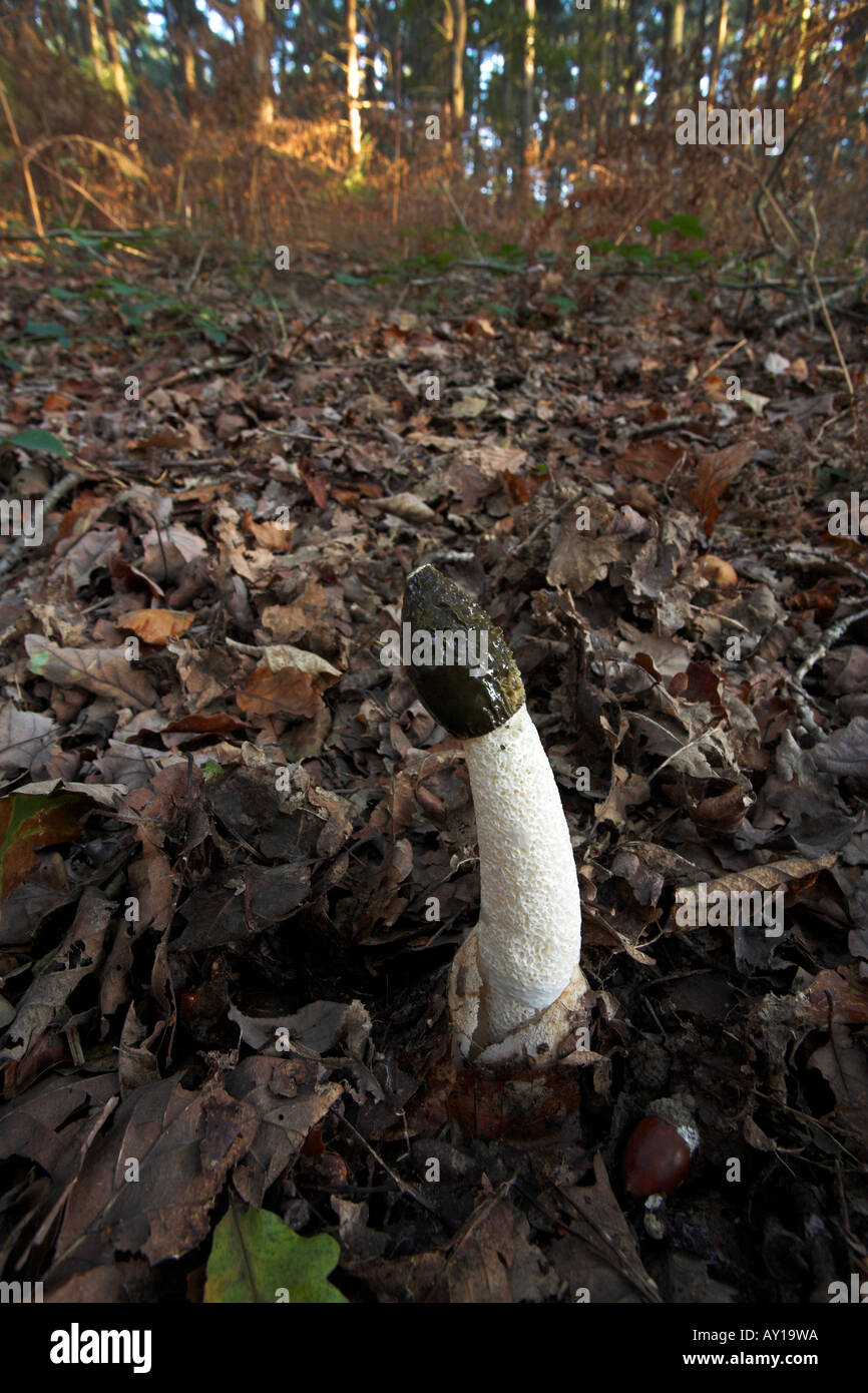 Stinkhorn Phallus impudicus pushing up through leaf litter in a beech wood Stock Photo