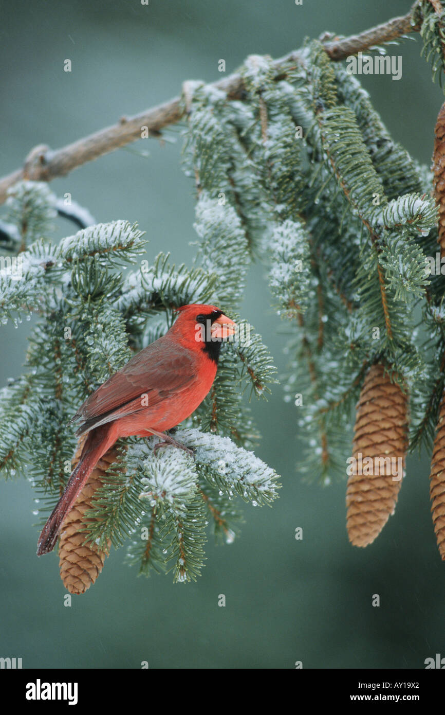 Northern cardinal male (Cardinalis cardinalis Stock Photo Alamy