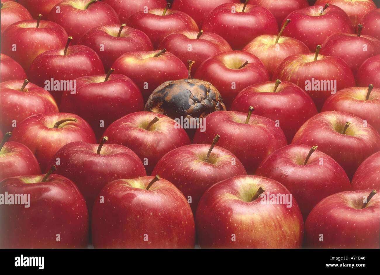Red Apples & rotten one Stock Photo - Alamy