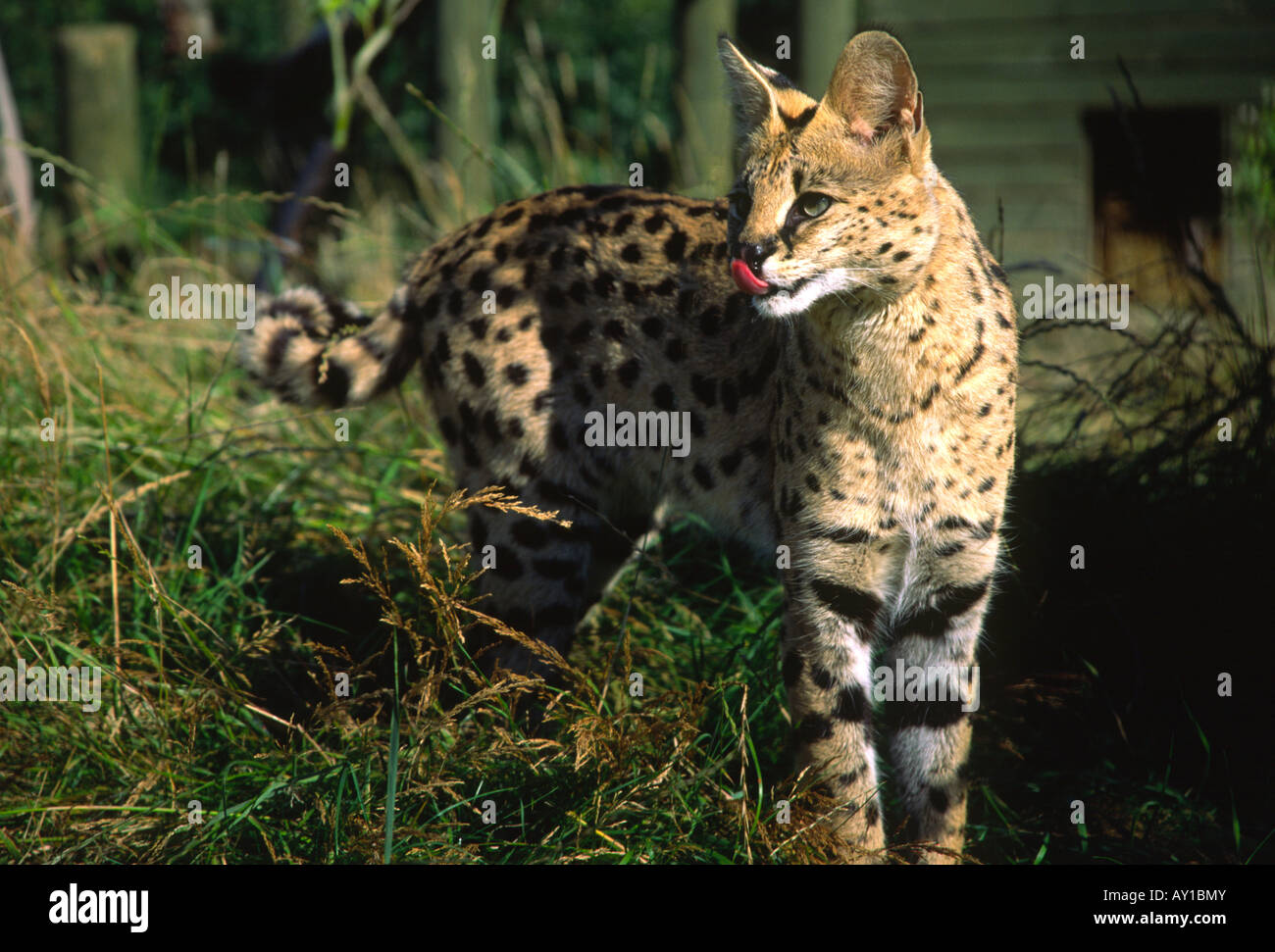 serval standing in a wood Stock Photo