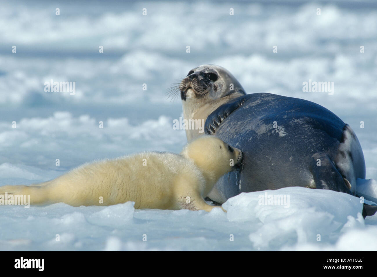 Harp seal mother feeding young (Pagophilus groenlandicus Stock Photo