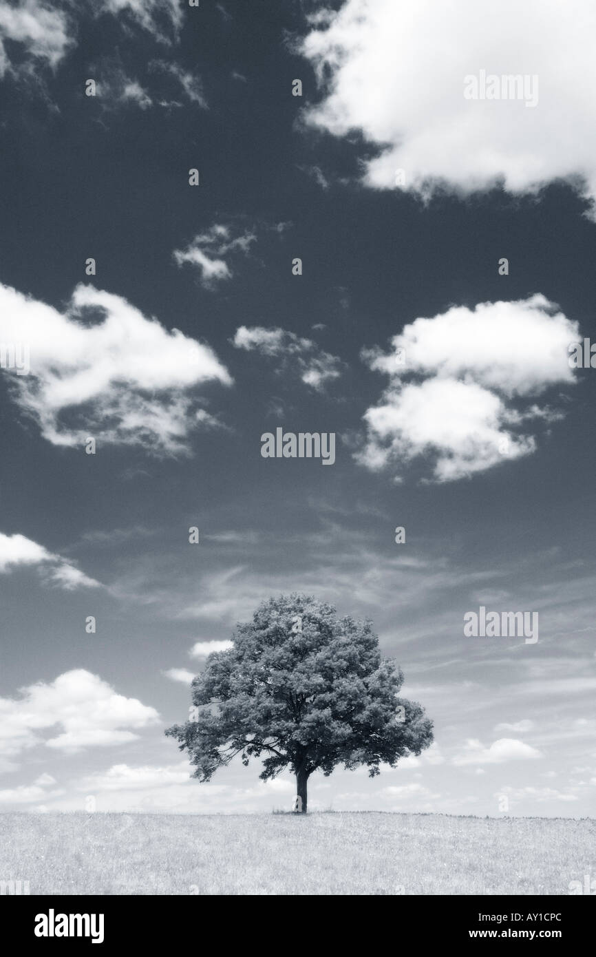 LONE TREE IN A FIELD Stock Photo - Alamy