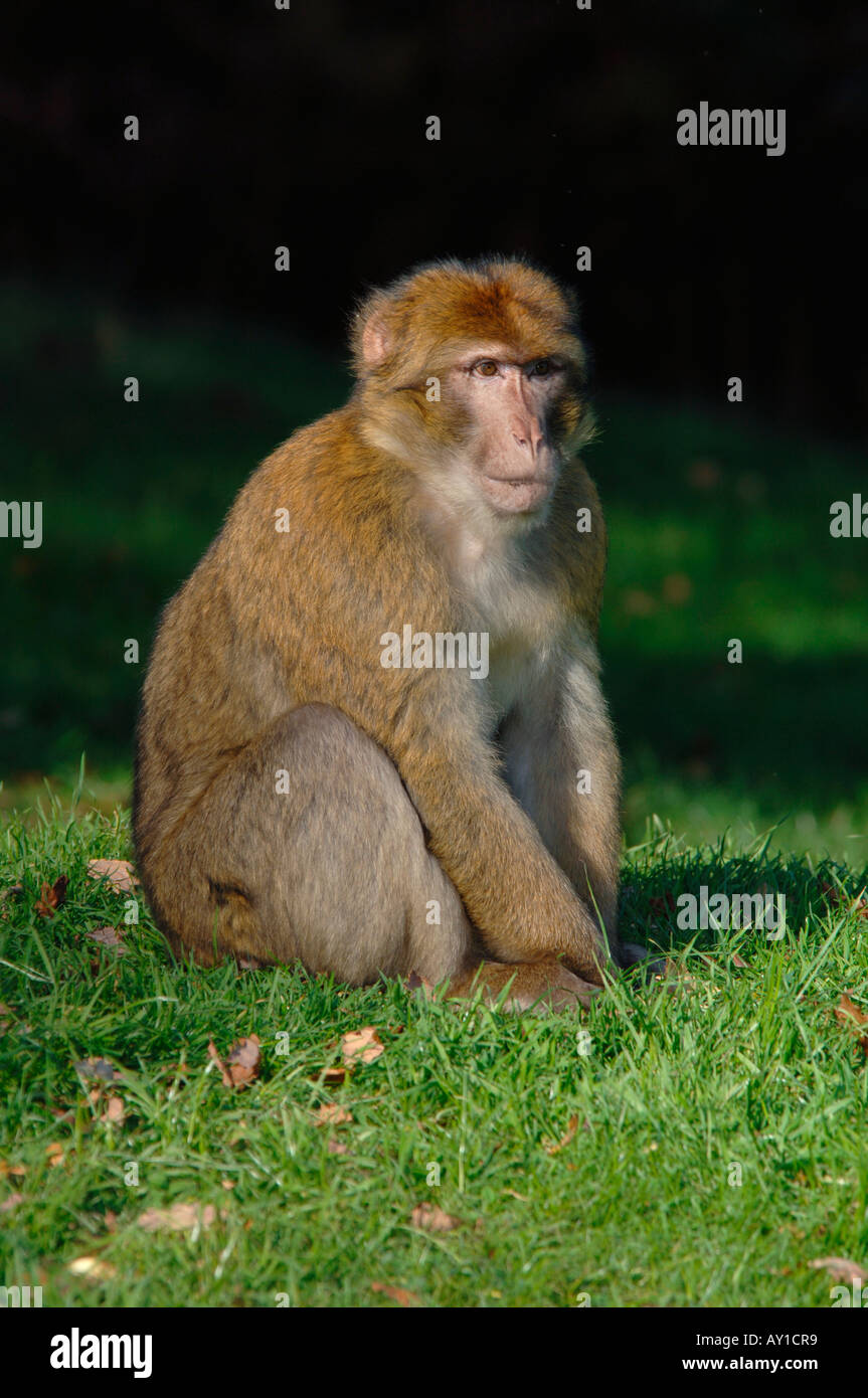 Barbary Macaques Monkey (Macaca sylvanus Stock Photo - Alamy