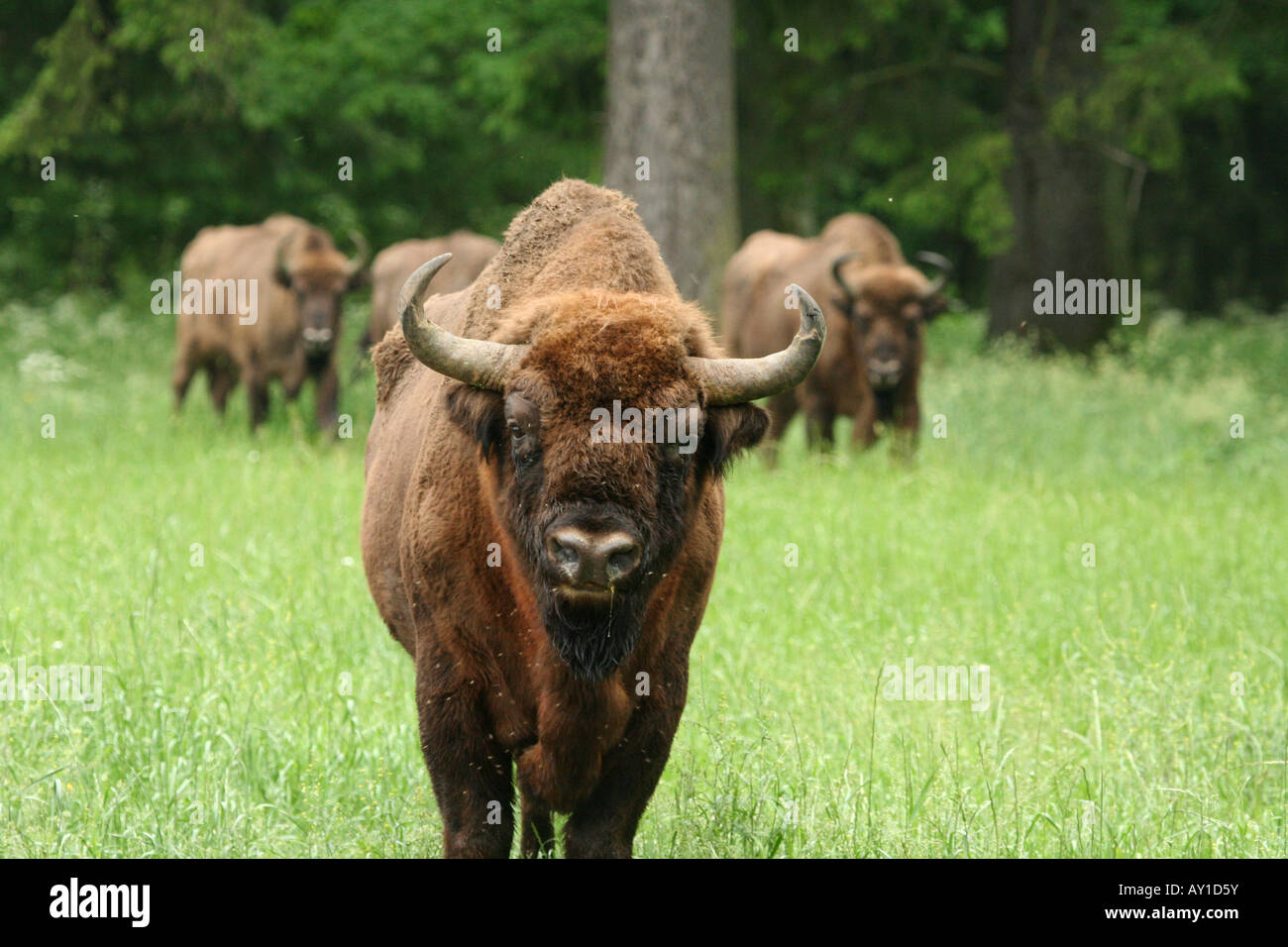 European bison Stock Photo