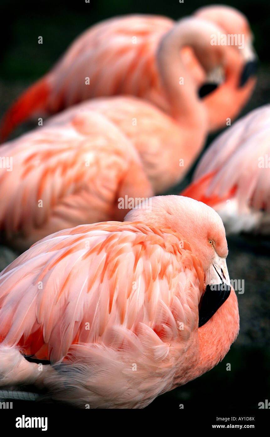 Flamengos At Drusillas Zoo Sussex Stock Photo Alamy