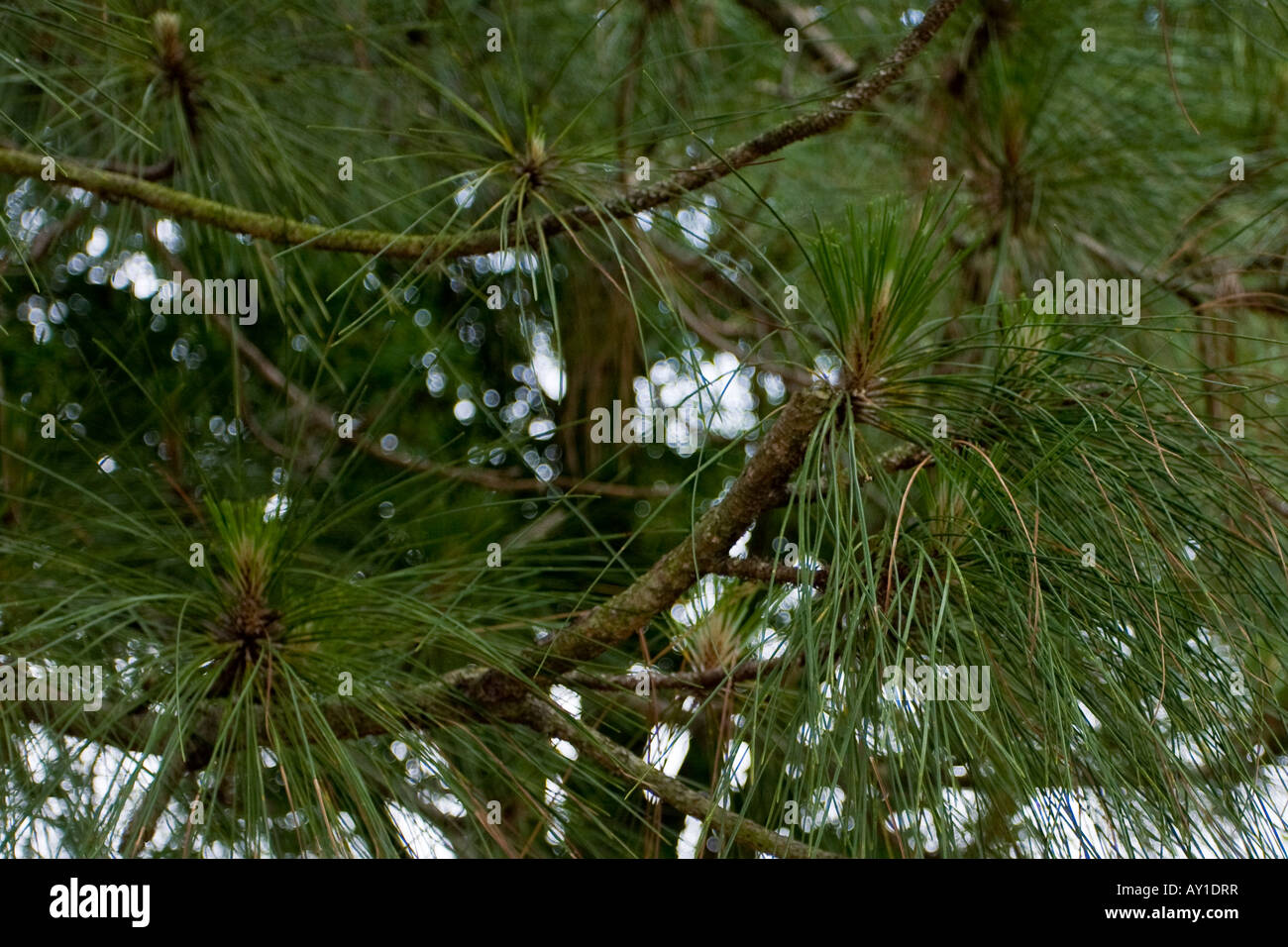 Tree Limbs and Branches Stock Photo Alamy