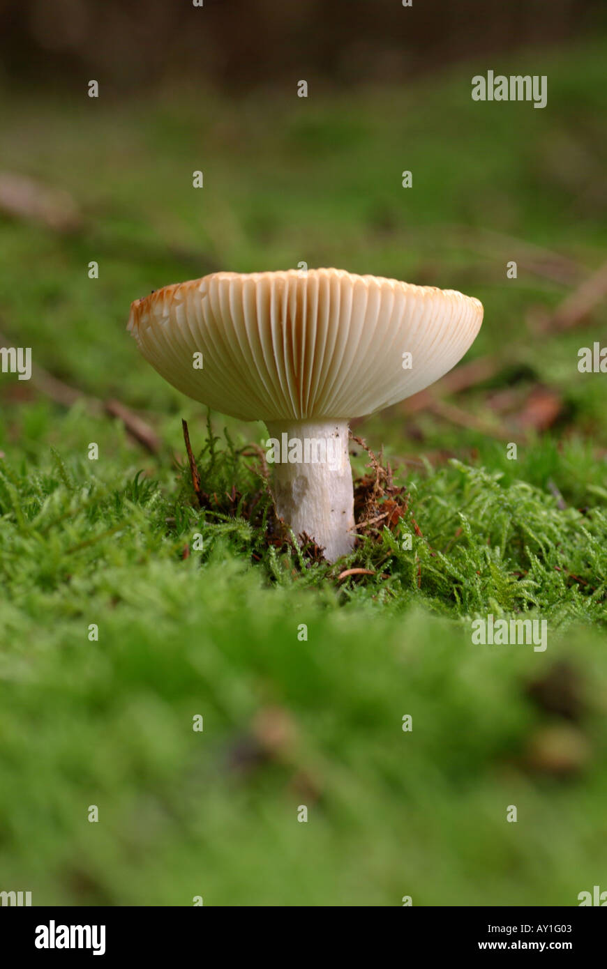 The gills of a mushroom. Stock Photo