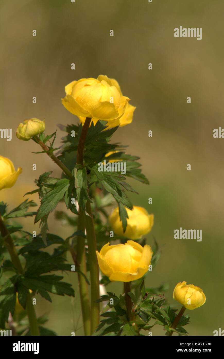 Globe Flower (Trollius europaeus). Stock Photo