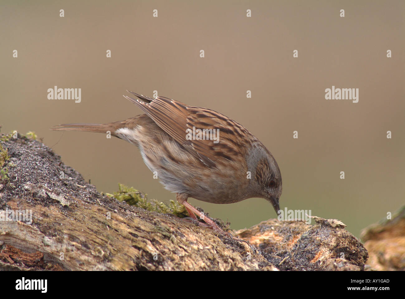 Dunnock (Prunella modularis). Stock Photo