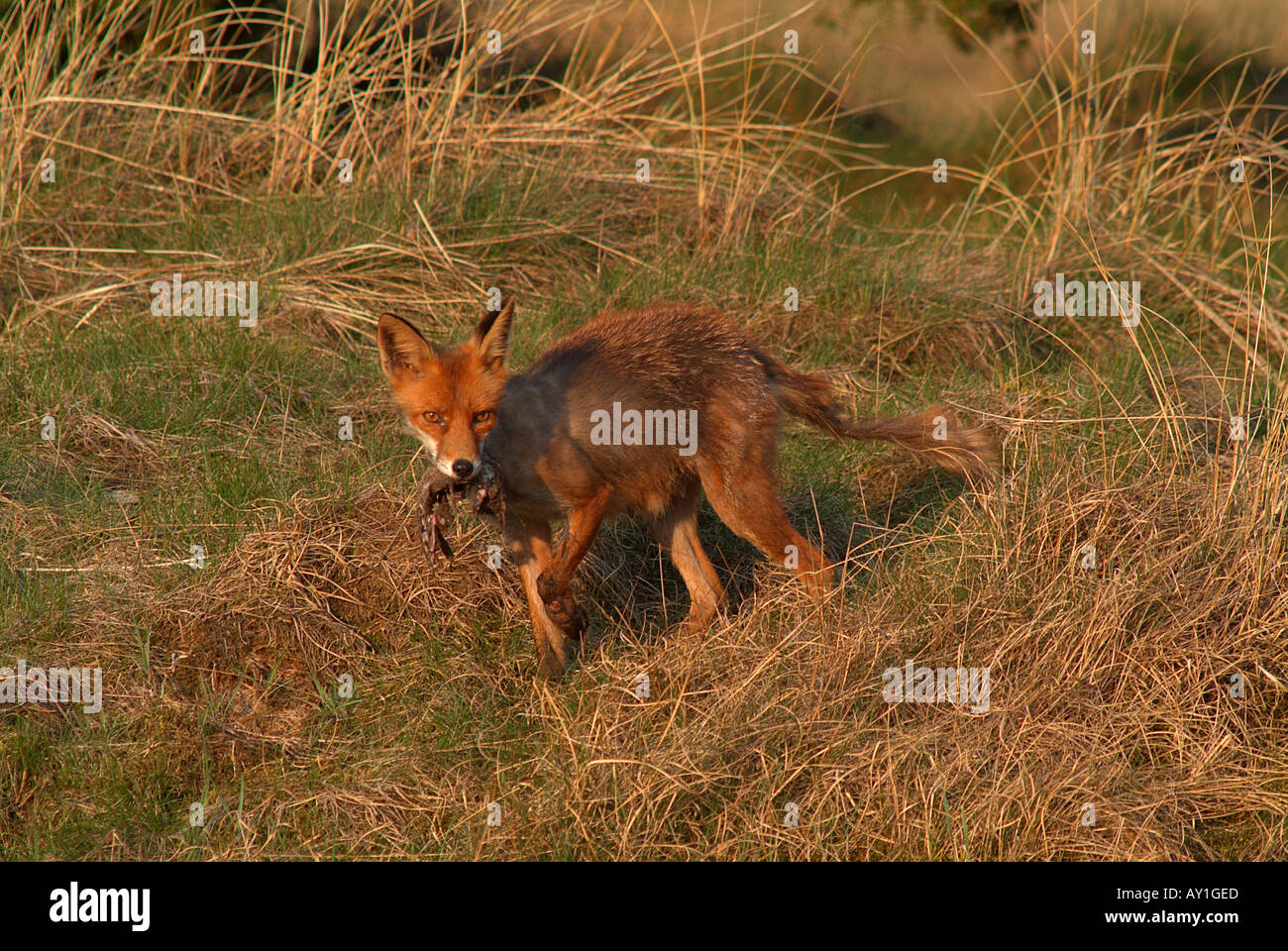 Red Fox (Vulpes vulpes). Stock Photo