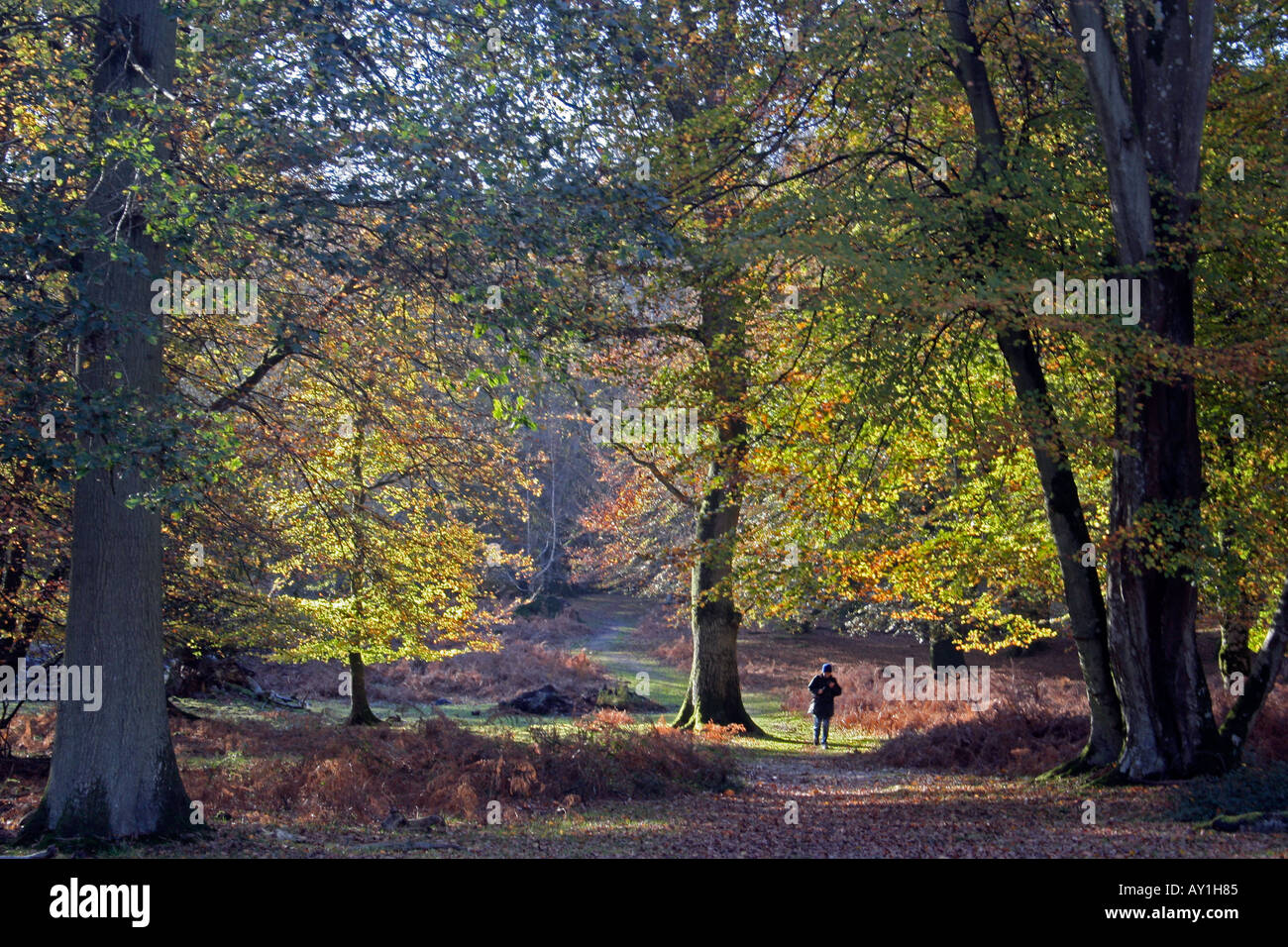 Man walking trail in forest autumn hi-res stock photography and images ...