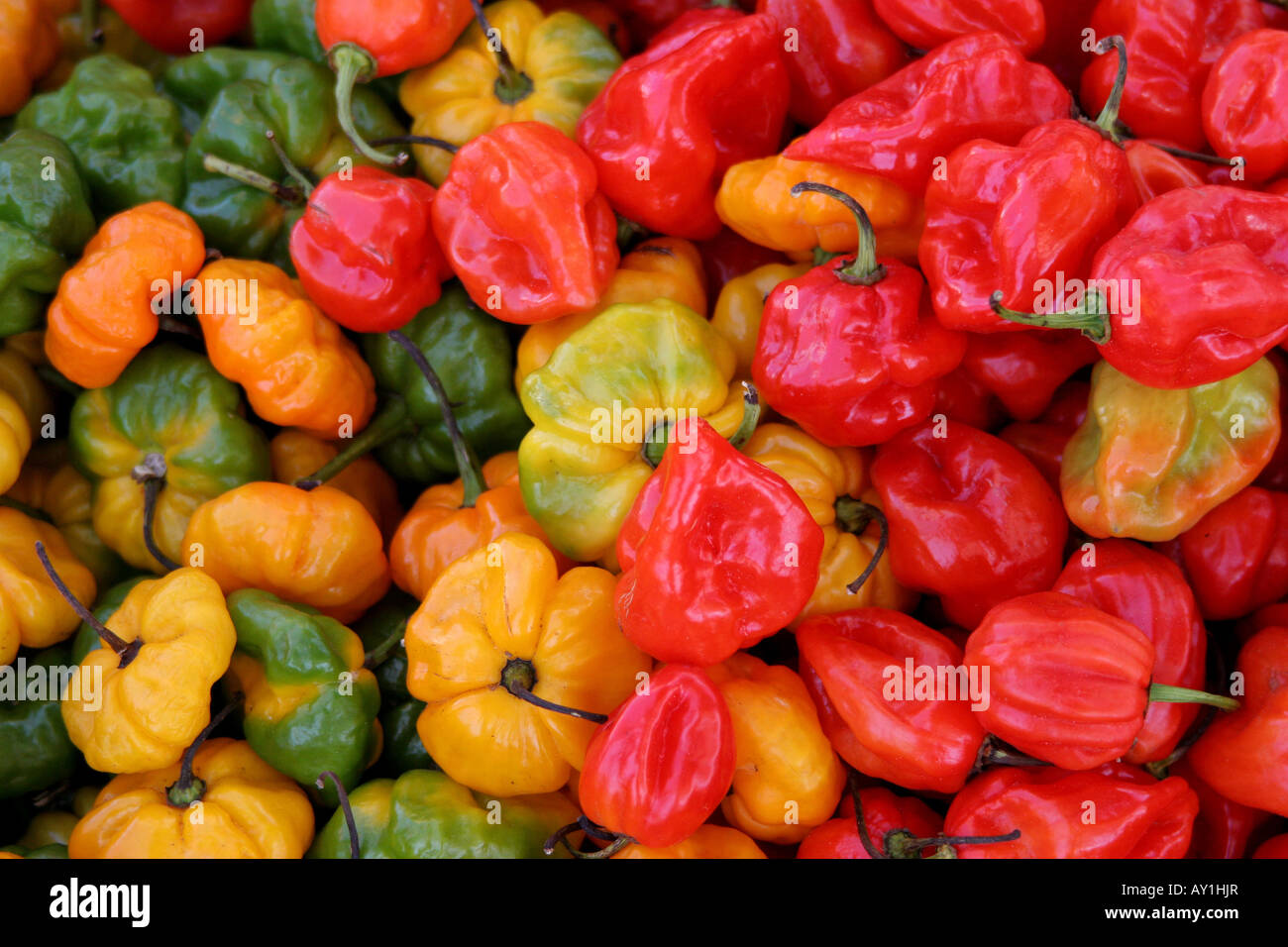 fresh peppers at Papine Market Kingston Jamaica Stock Photo Alamy