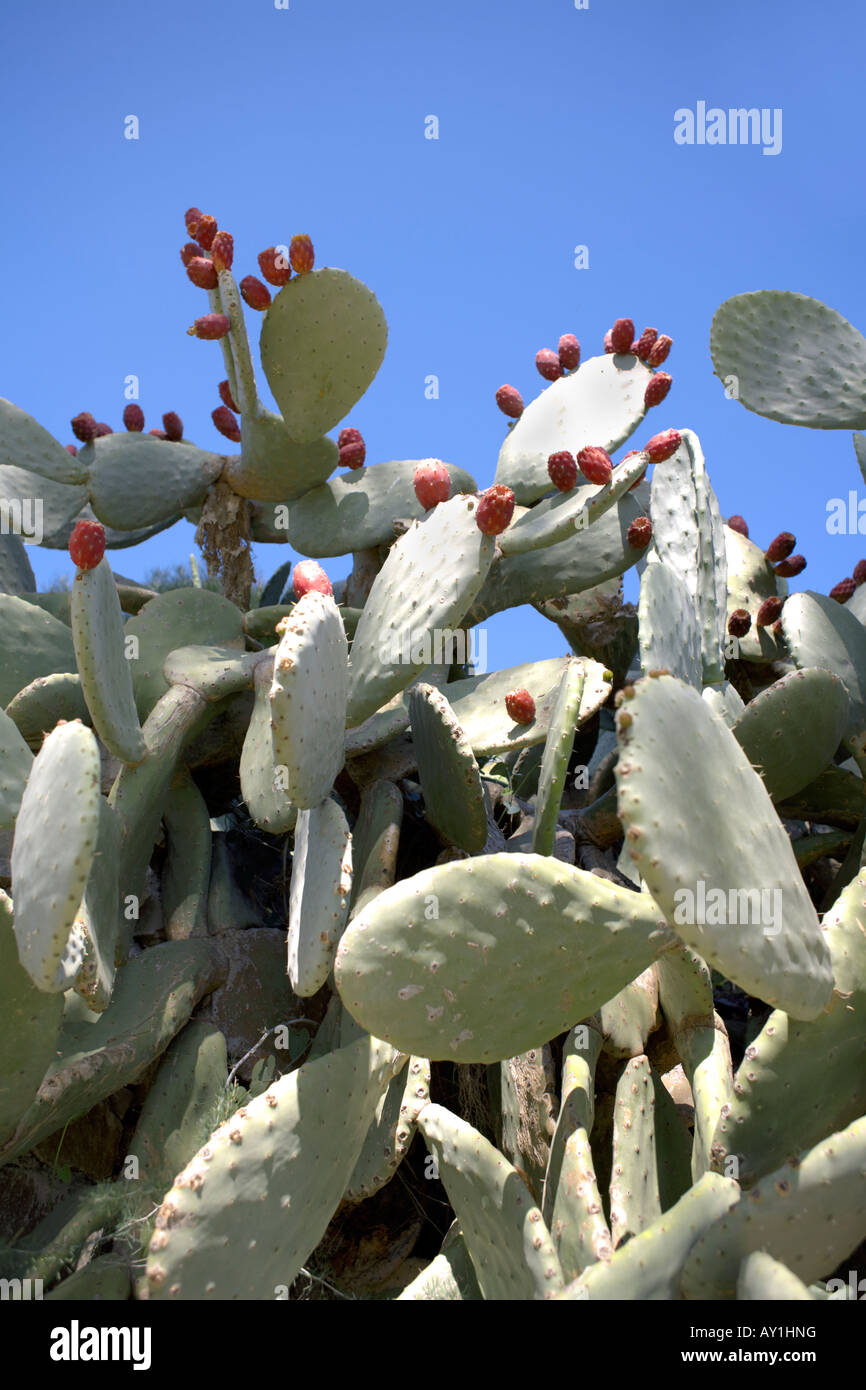 Prickly Pear Cactus  (Opuntia ficus indica ) or Indian Fig Opuntia Stock Photo