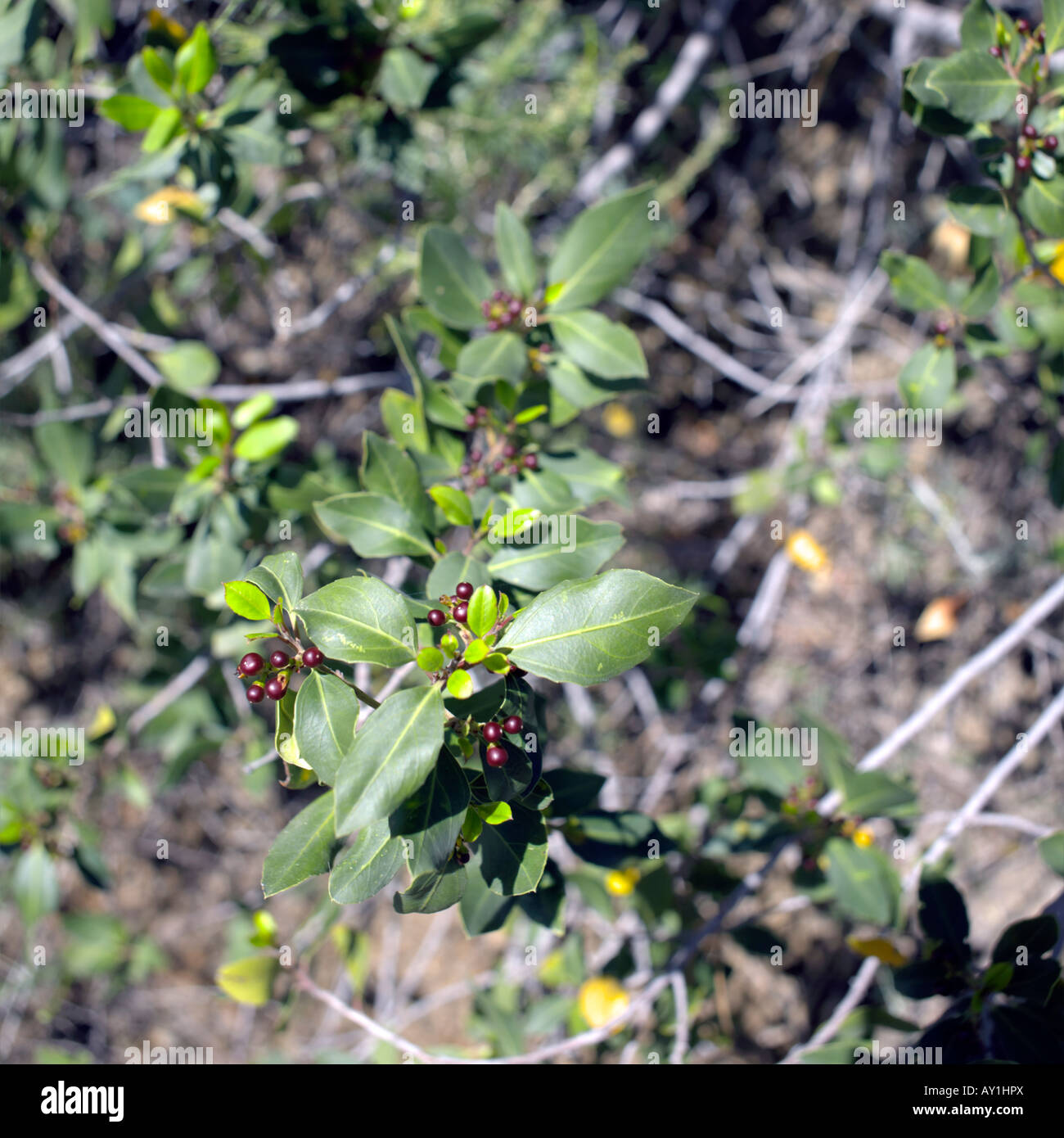 Buckthorn berries and new leaves ( Rhamnus alaternus L ) in March, Mediterranean  region Stock Photo