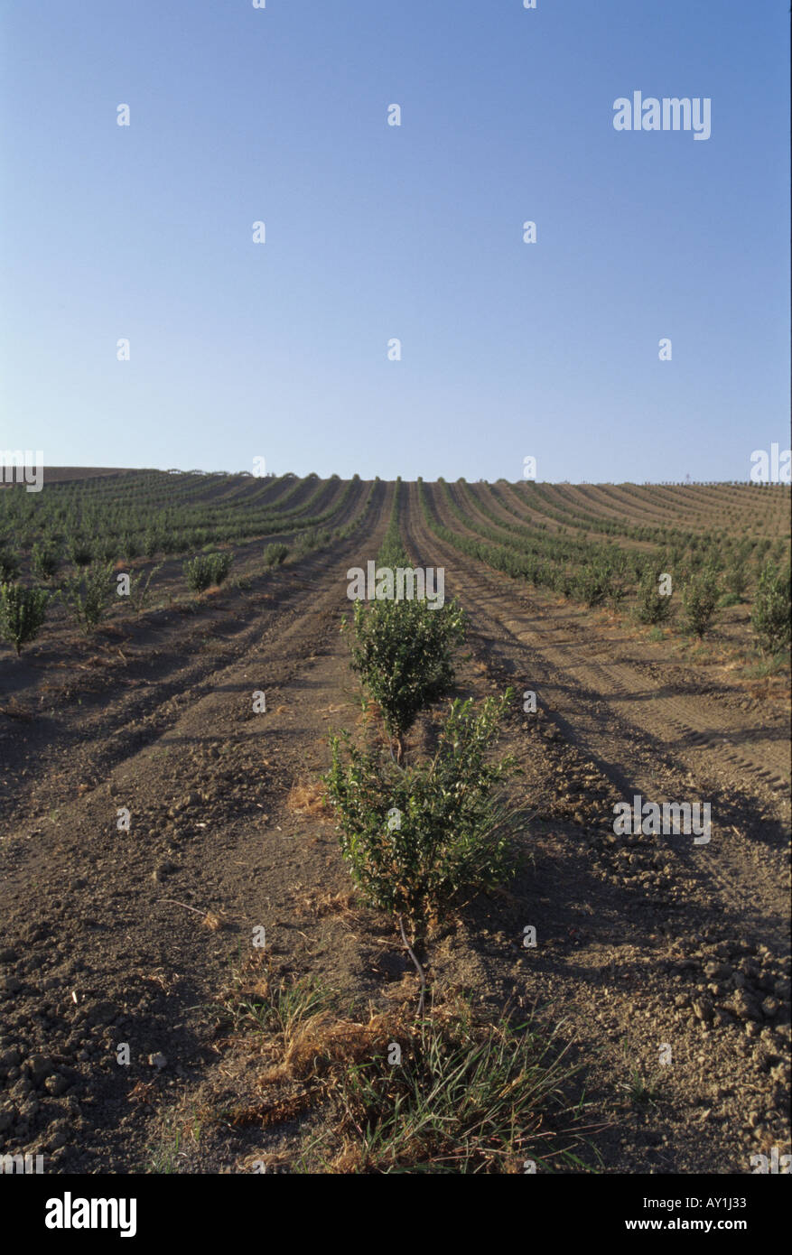 rows of young citrus trees Stock Photo