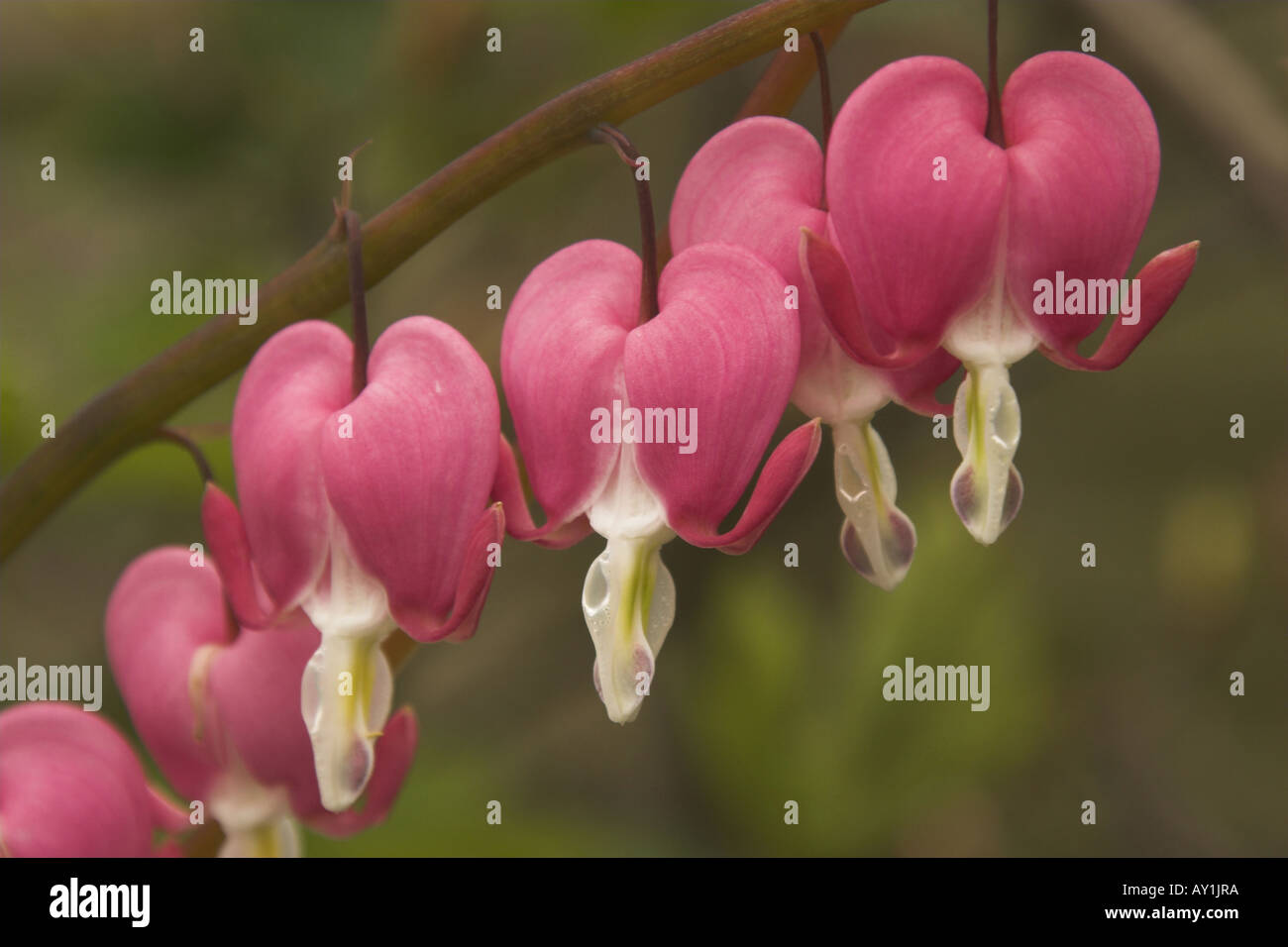 Bleeding Heart (Dicentra spectabilis Stock Photo Alamy
