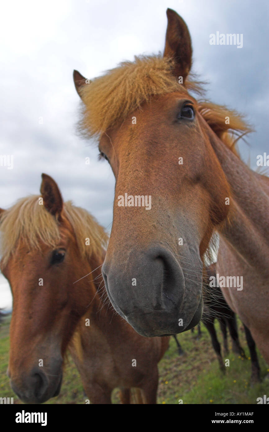 Iceland Icelandic horses two pair close up closeup close-up Stock Photo