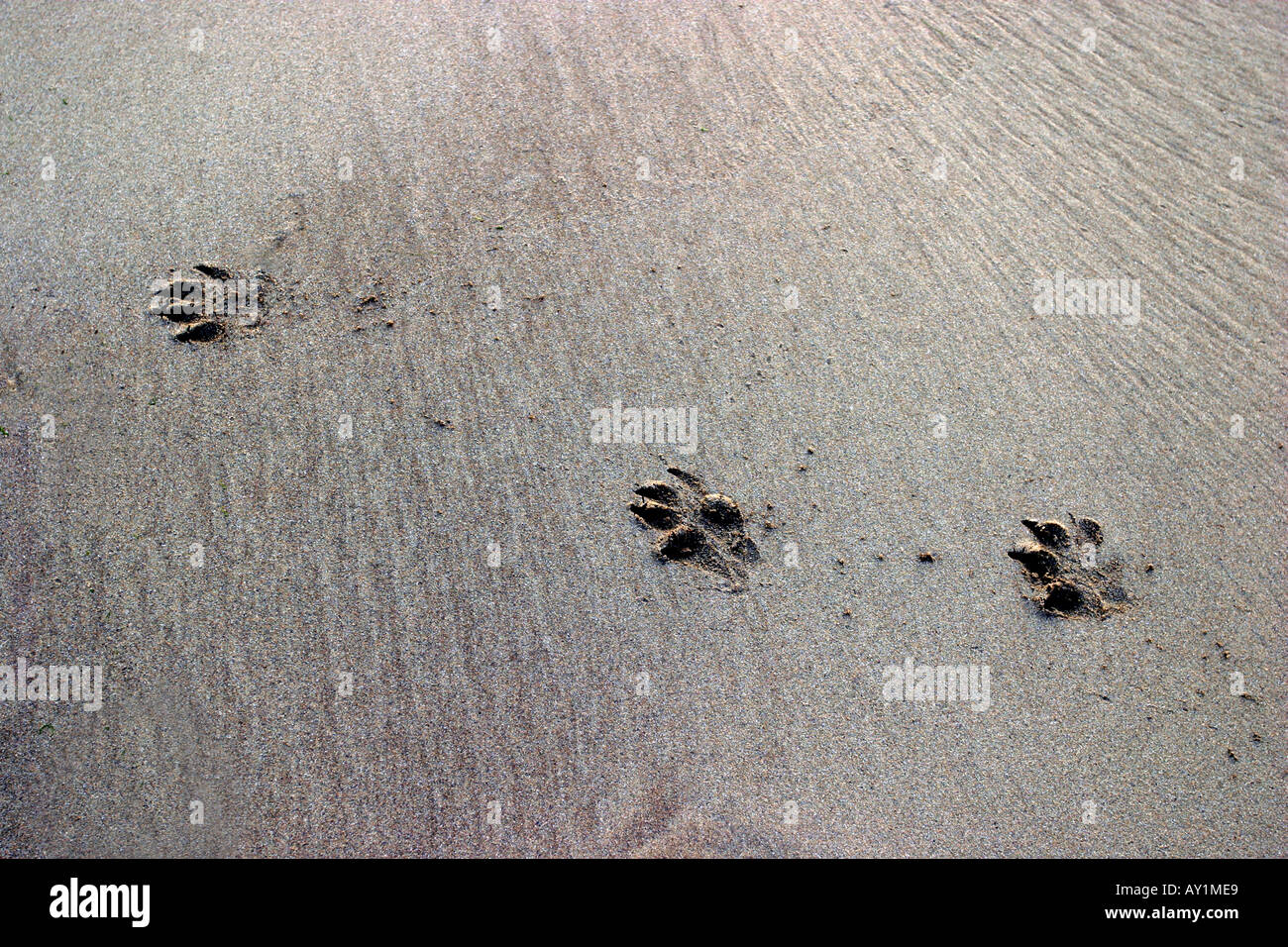 Dogs footprints in the sand paw pawprint pawprints run running Stock