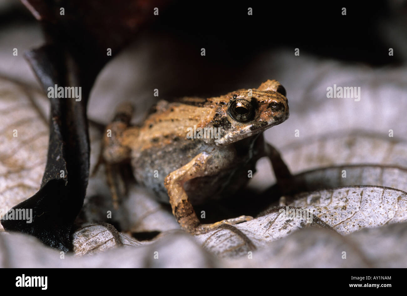 Mudpuddle Frog Physalaemus pustulosus Nicaragua Stock Photo