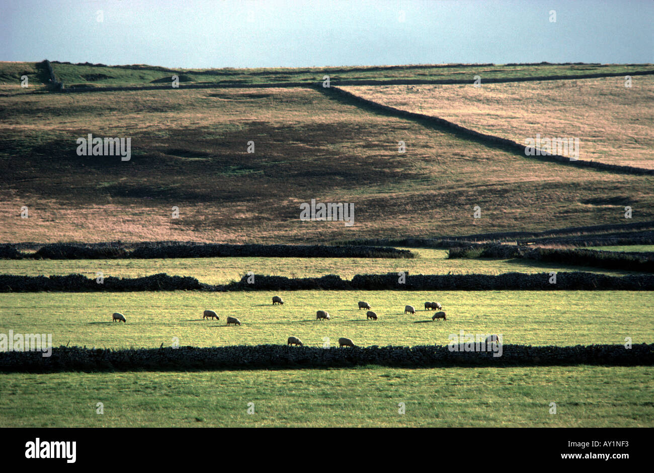 Sheep grazing in green fields Stock Photo