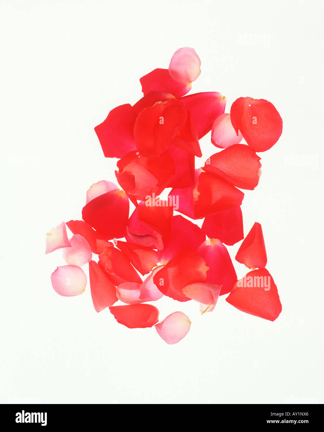 red and pink rose petals on a white background Stock Photo - Alamy