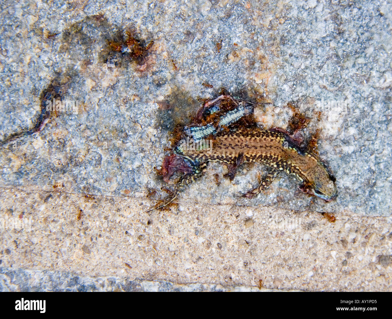 Dead reptile skin hi-res stock photography and images - Alamy