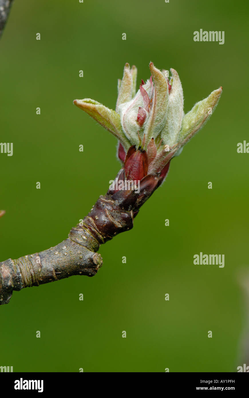Flower and leaf buds developing on an apple tree variety Sunset in
