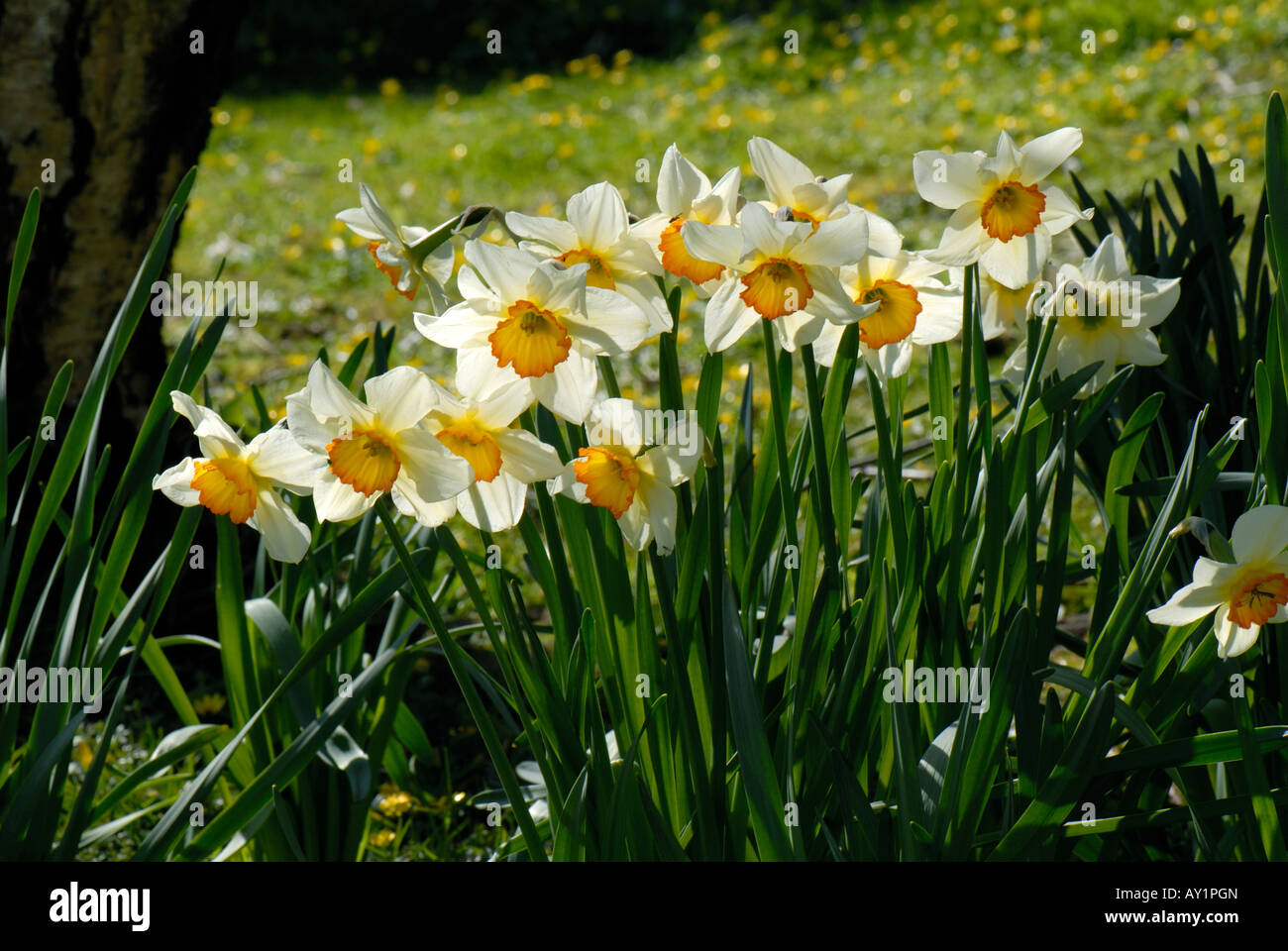 Flowering Narcissus Merlin backlit and in light woodland Devon Stock Photo