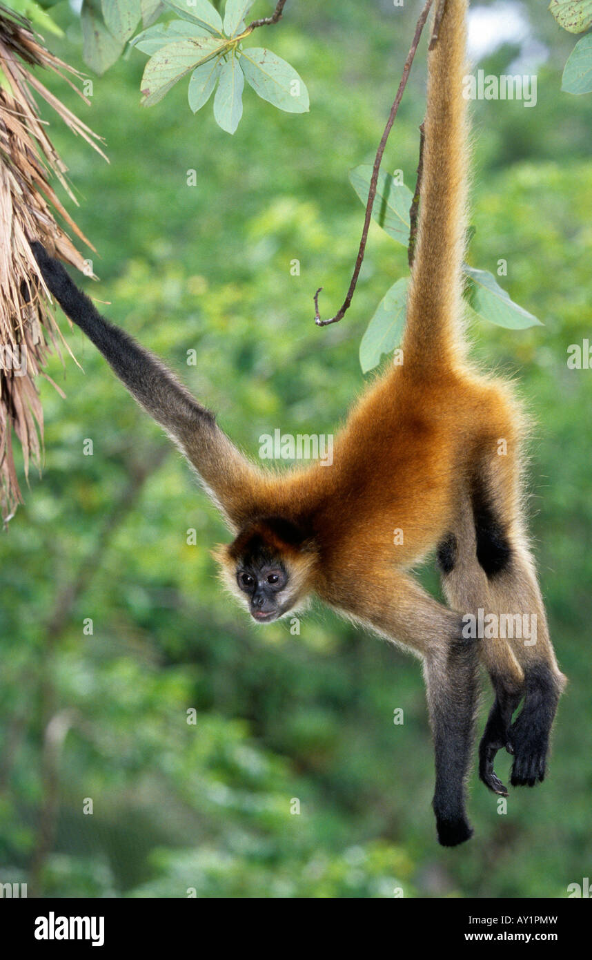 Black handed Spider Monkey Ateles geoffroyi Nicaragua Stock Photo