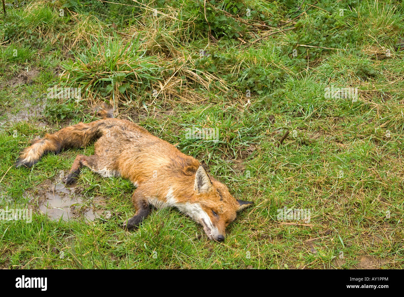 A dead ^fox, UK. Stock Photo
