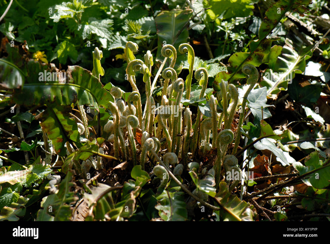 Harts tongue fern Asplenium scolopendrium young leaves uncurling in spring Stock Photo