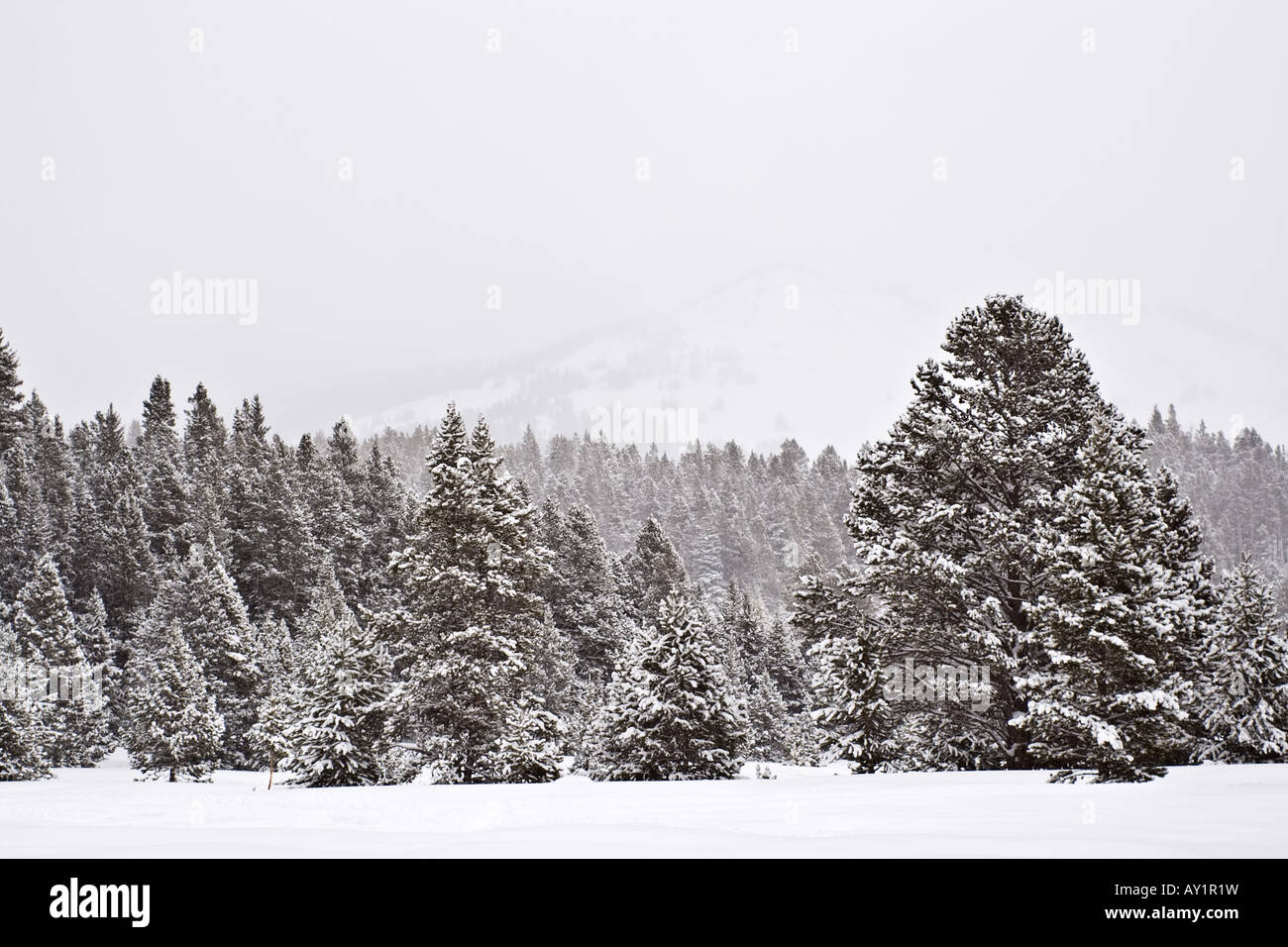 Lodgepole pine (Pinus contorta) trees covered with snow during a snowstorm in the Big Horn Mountains of Wyoming Stock Photo