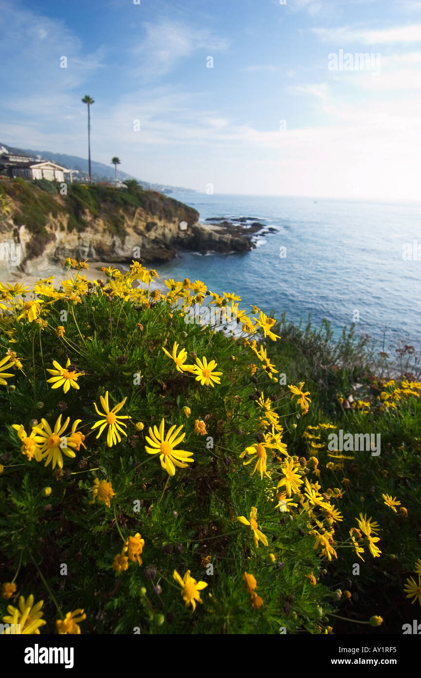 Flowers blooming cliffside Laguna Beach California Stock Photo Alamy