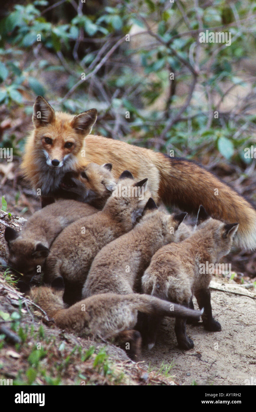 Red fox pups hi-res stock photography and images - Alamy