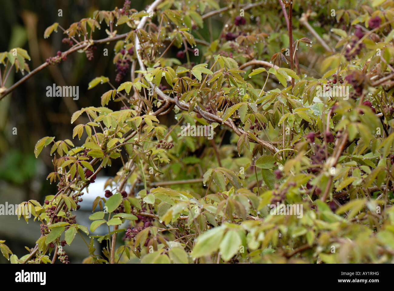 Akebia quinata hi-res stock photography and images - Alamy