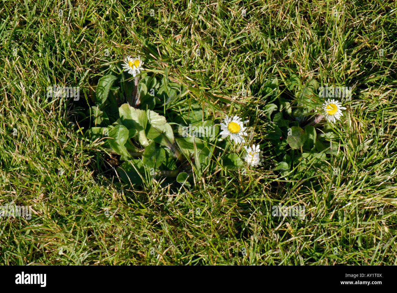 Flowering daisy Bellis perennis in a garden lawn Stock Photo