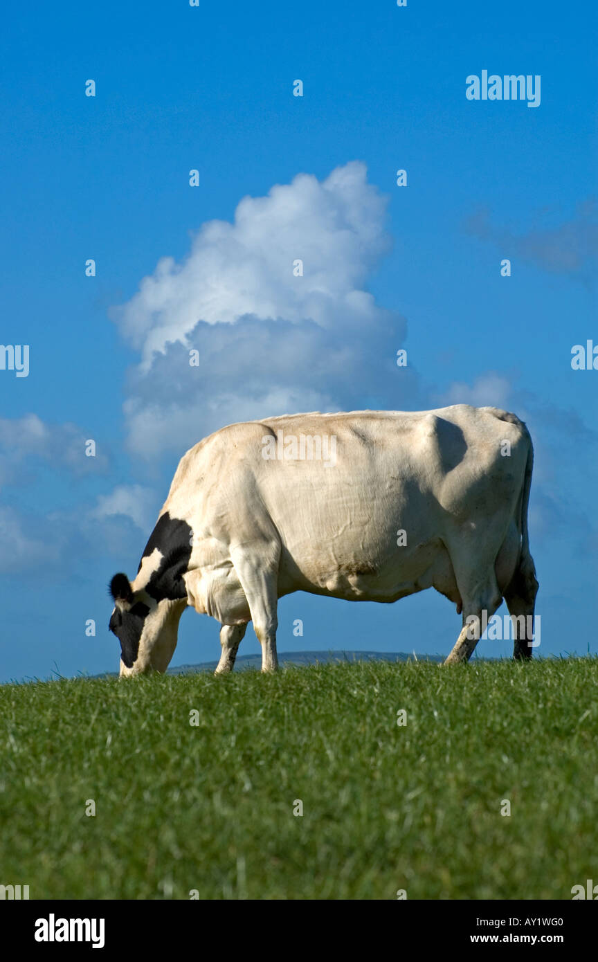 a black and white cow grazing Stock Photo