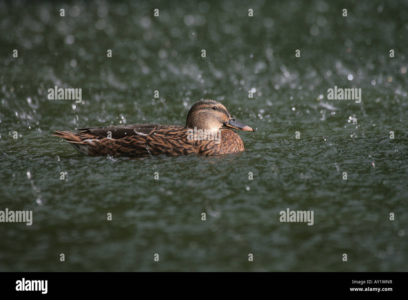 pix Pictures Of Ducks In The Rain https www alamy com stock photo female mallard duck in a rain storm 16965010 html