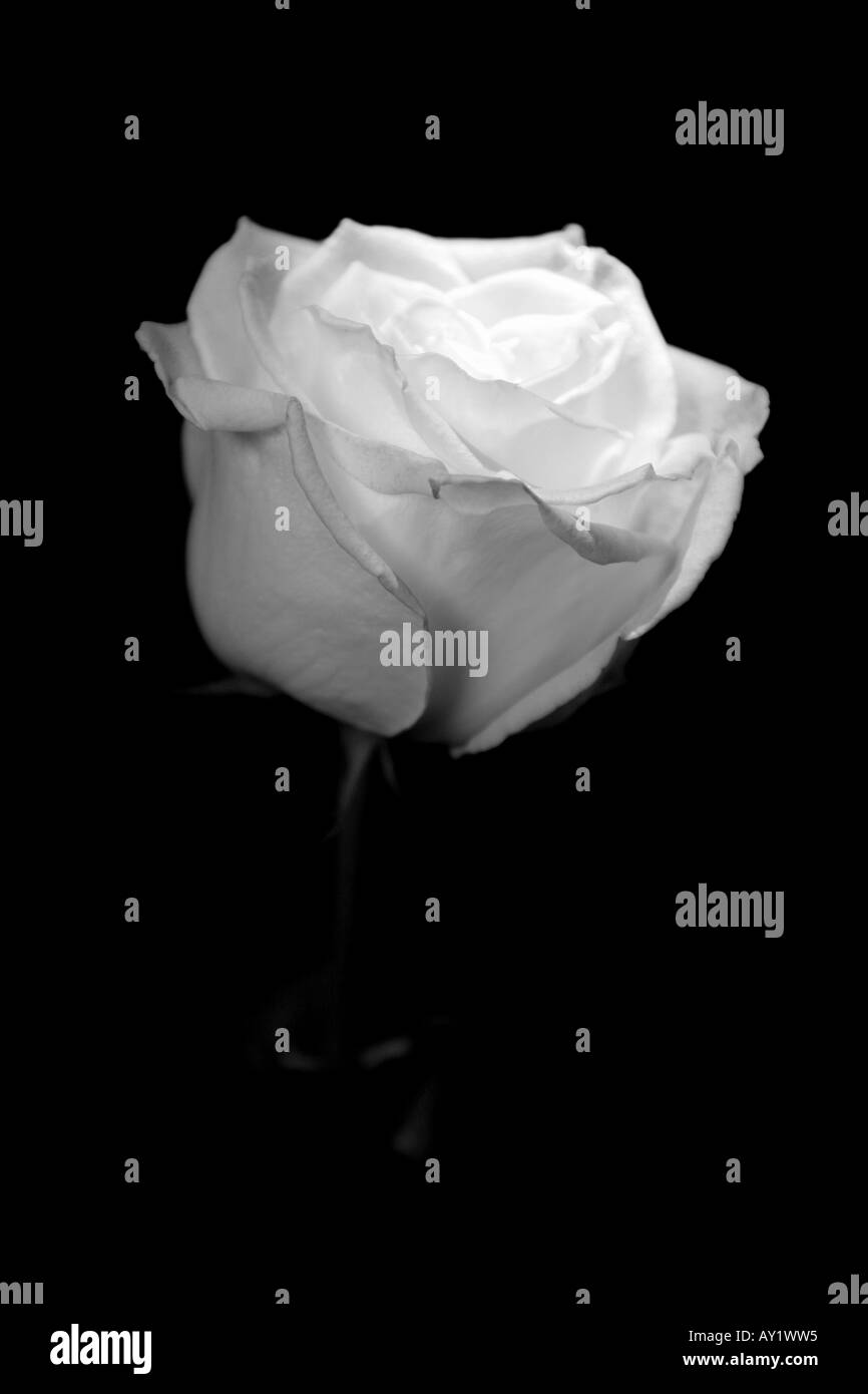 The white rose hi-res stock photography and images - Alamy