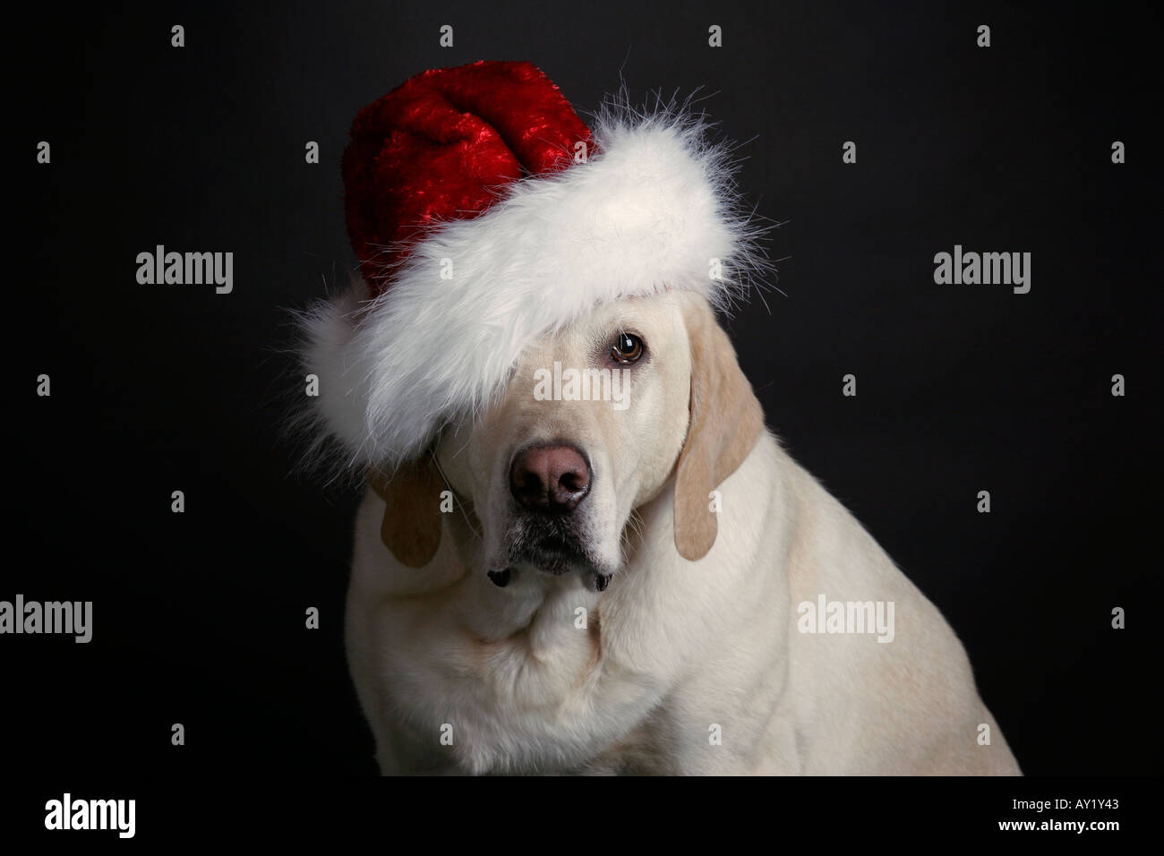 Golden Labrador Retriever dog wearing red and white Santa Claus hat ...