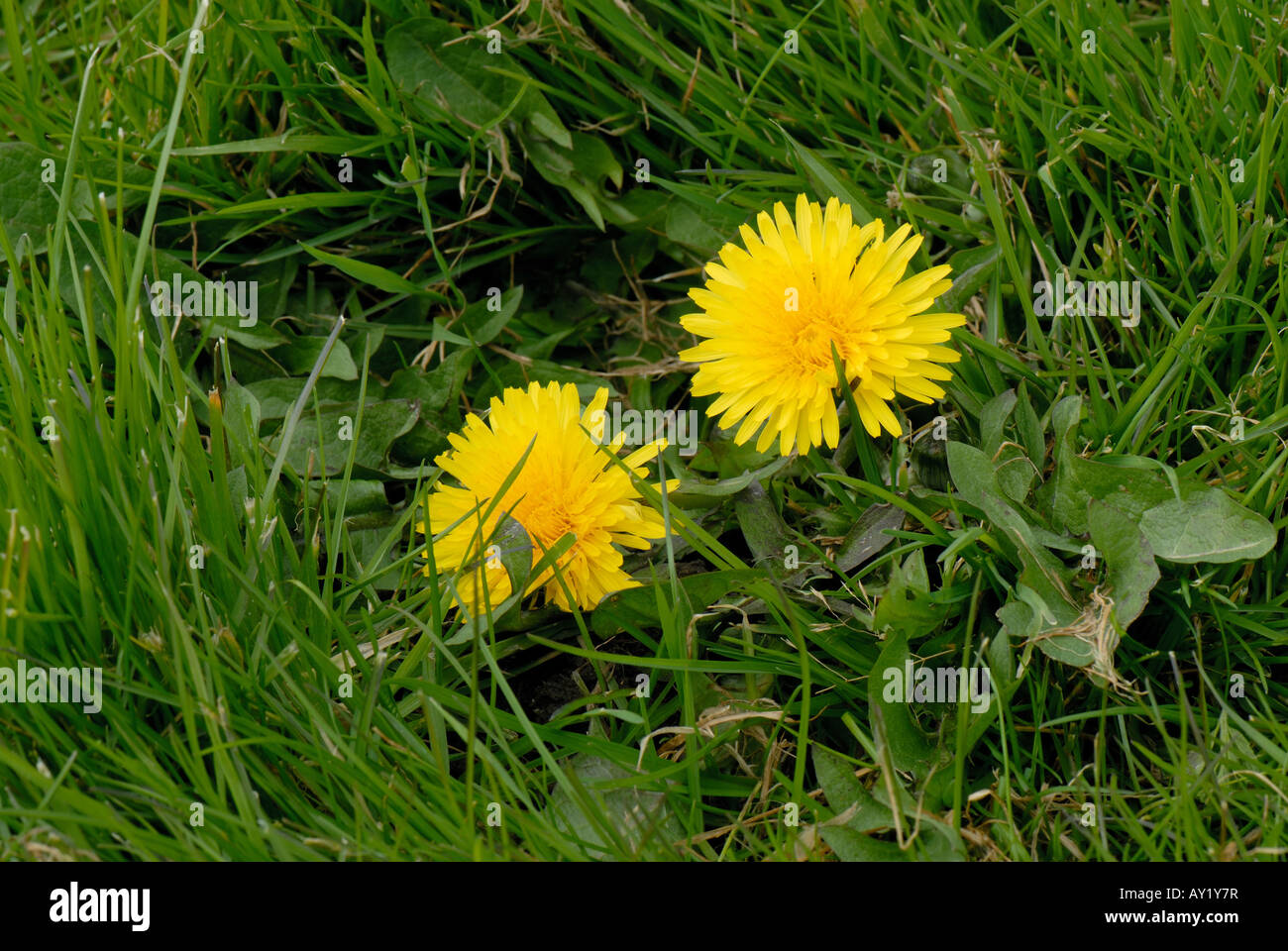 Dandelion Taraxacum officinale flowering in turfgrass Stock Photo