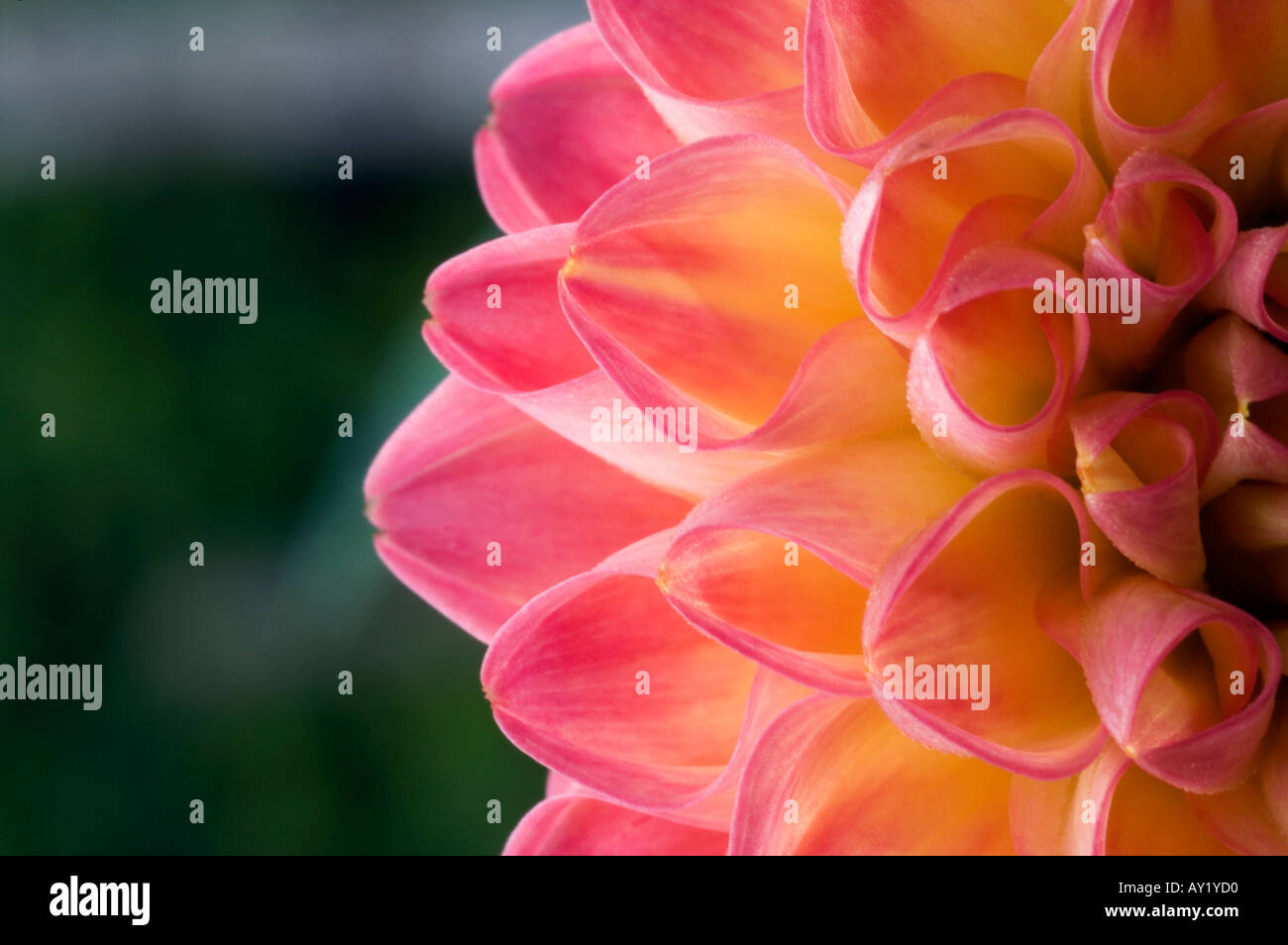 Bright coloured petals hi-res stock photography and images - Alamy