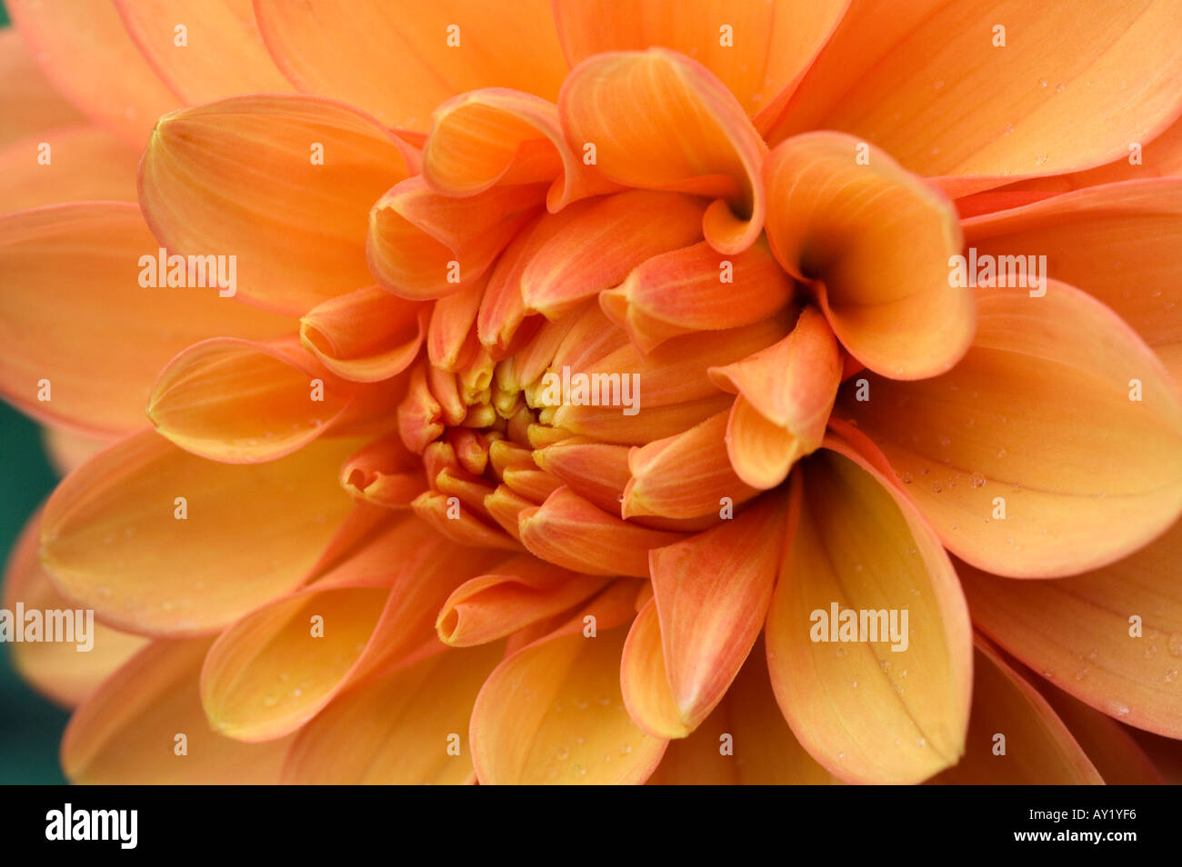 Close up of an orange coloured Dahlia flower in full bloom Stock Photo
