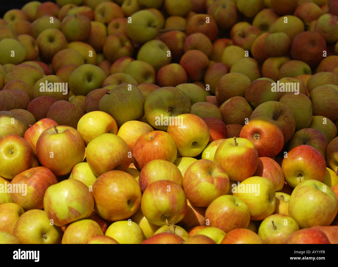Bushel of apples freshly picked at market for fresh and organic fruits