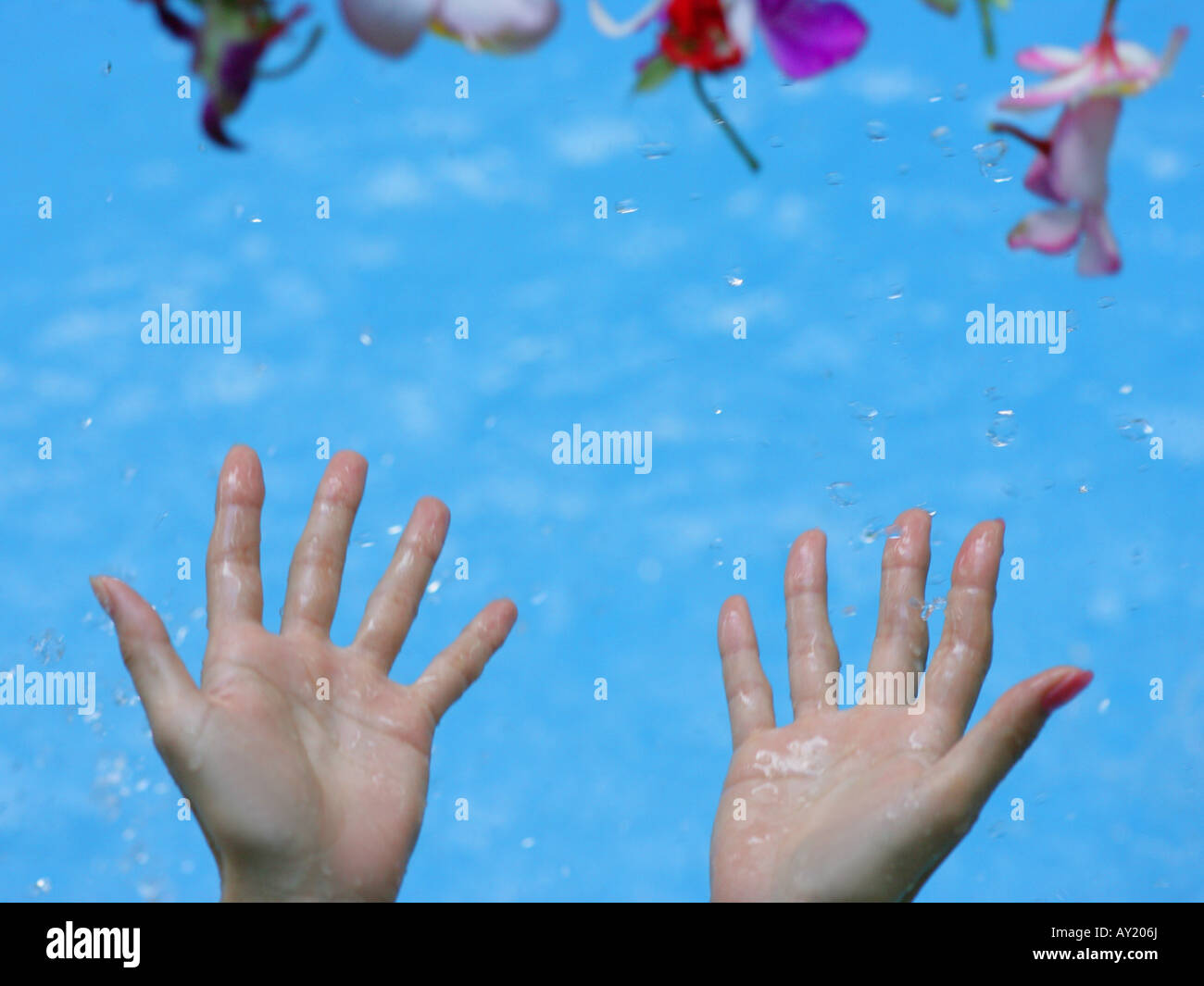 Closeup of a woman's hands throwing flowers in water Stock Photo Alamy