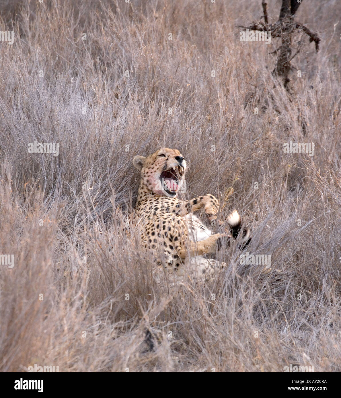 Africa, African, Kenya, Kenyan, Lewa Downs, cheetah, Stock Photo