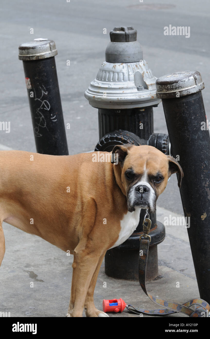 Dog fire hydrant hires stock photography and images Alamy