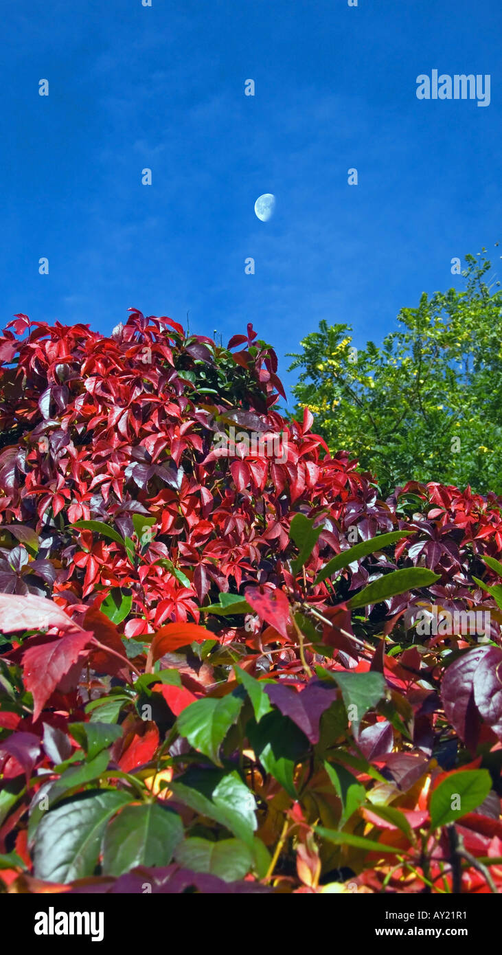 Virginia Creeper, UK Stock Photo Alamy