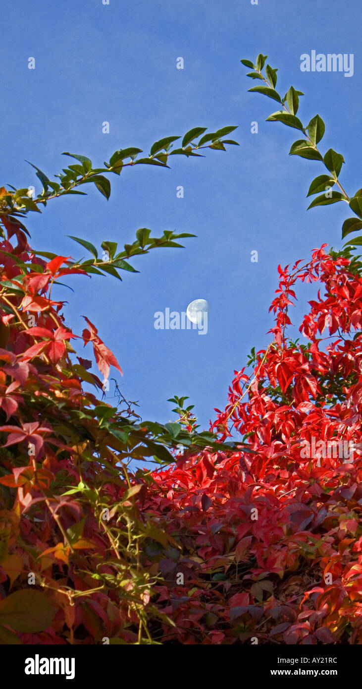 Virginia Creeper, UK Stock Photo Alamy
