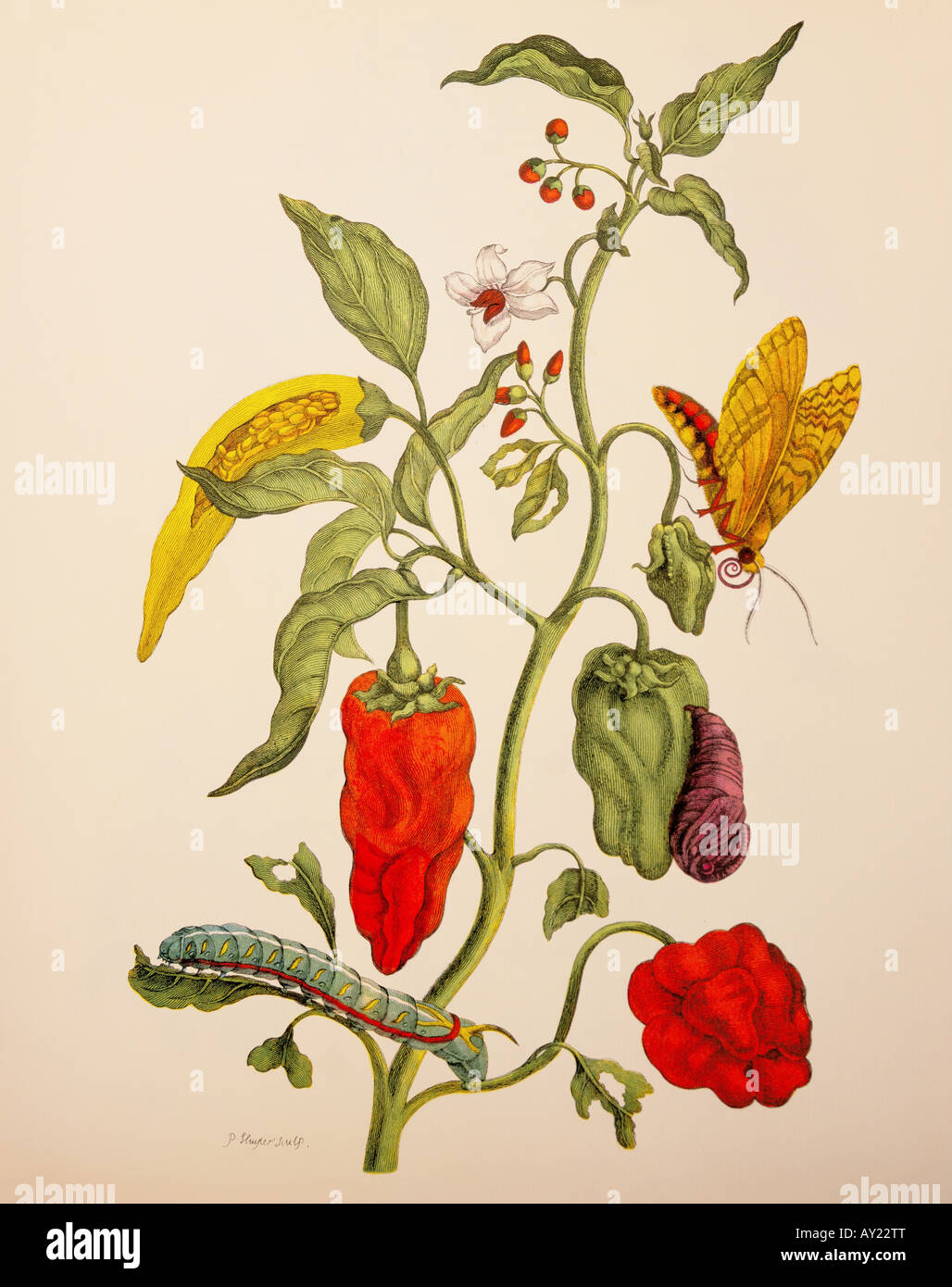 botany flowers vegetables bell